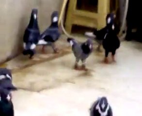 yabancı ülkelerden filo güvercinleri