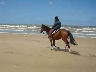 Quara à la plage - Galop