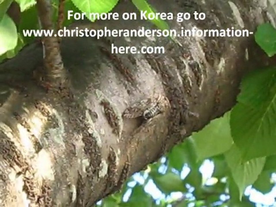 Cicada in Korea