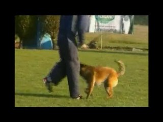 DINOZZO DU DRAGON ROUGE DE JUPITER