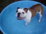 Un ♥Bulldog♥ fou de sa nouvelle Piscine ♥Bulldog♥mad of Pool
