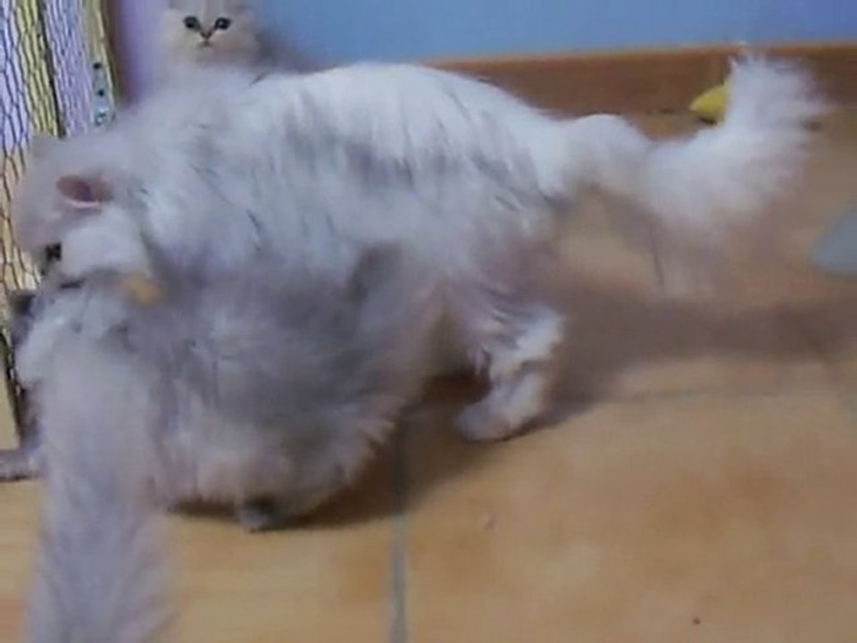 chatons de DMOON