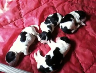 Petits Springer Spaniels nés le 11 Aout 2010