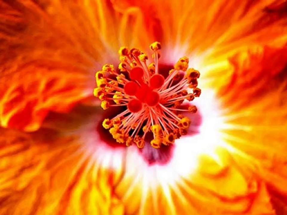 The Flowers Photo Collection