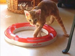 Le retour de Zébulon