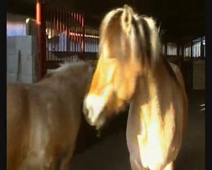 Idem. 15 avril 2010 (arthrose hanche)