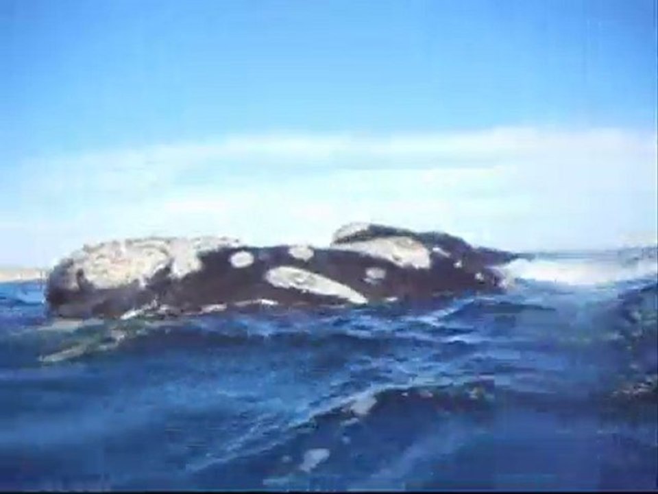 Les baleines de Valdès