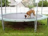 Funny Boxer Dog on trampoline