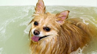 Pet Grooming, Pet Services, No Problem In Clovis, CA