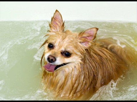 Pet Grooming, Pet Services, No Problem In Clovis, CA