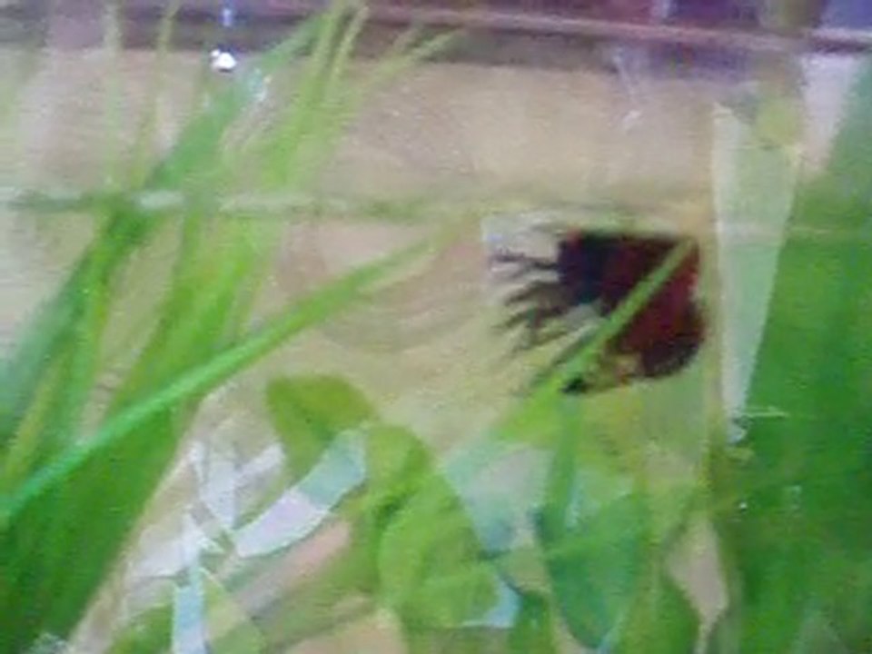 poisson