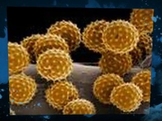 Mold spores Palm Beach Gardens 561 FL