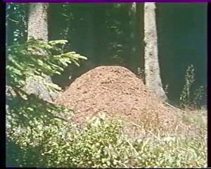 Les inventions de la vie 9 : Tant qu'il y aura des crottes 1