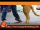 Dog Dancing for Dog Arthritis Treatment