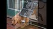 electronic pet doors:best collection of electronic pet doors