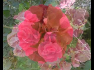 AYŞE TUNALI-bitmeyen çilemsin