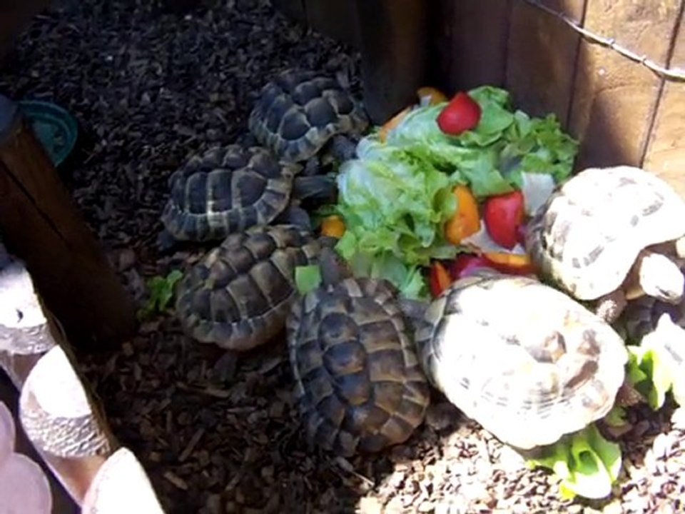 tortues170810 001