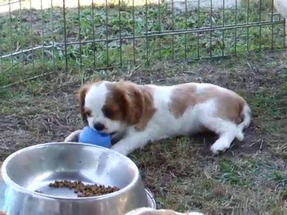 chiot danae 3