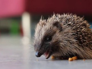 hérisson mange des croquettes pour chat