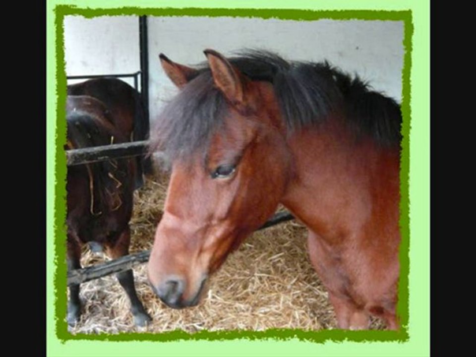 mes chevaux prefere des ecuries des tilleuls