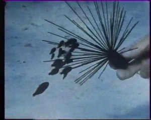 Les inventions de la vie 10 : L'école des prédateurs 1