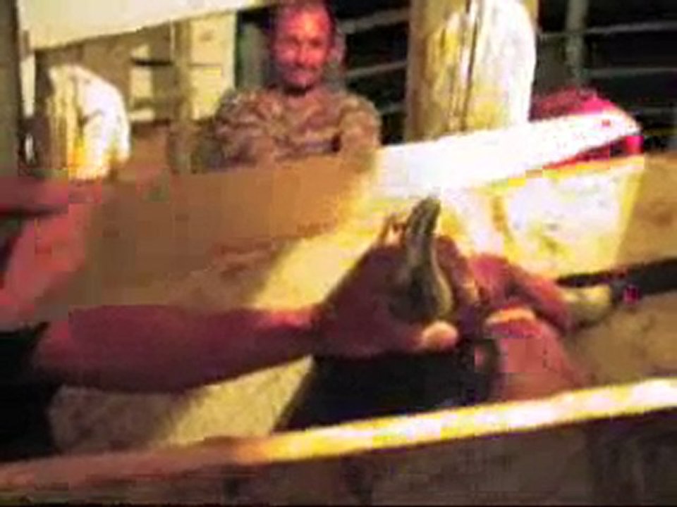 NO MORE BULL FIGHT Please show this video to the world !!!!!