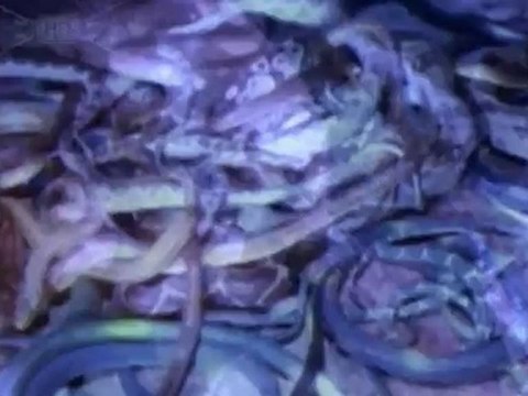 Metallica - The Ecstasy of Gold (Live. San Diego 1992)