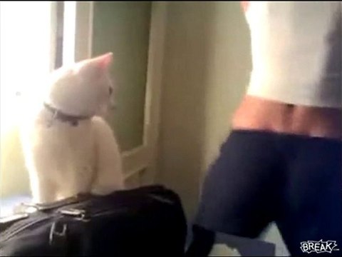 gatto ipnotizzato dal sedere della padrona