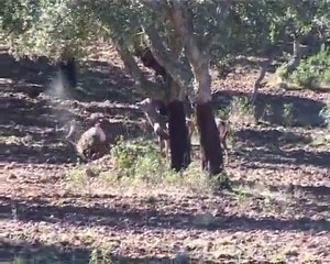 Monterias Hispano Lusas