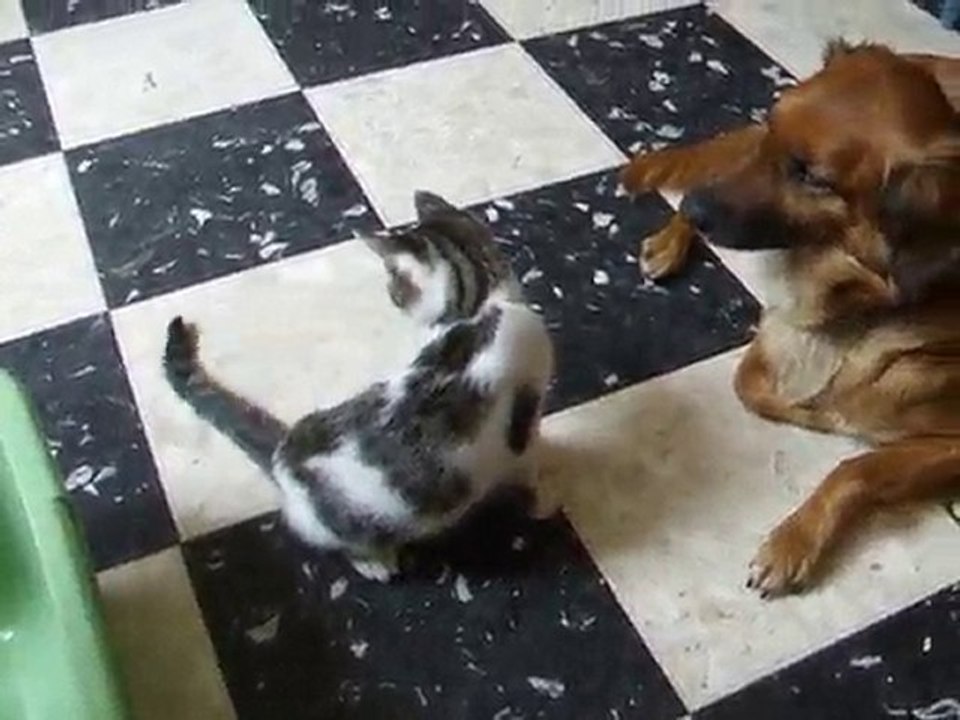 Qui aime bien chat  tit  bien