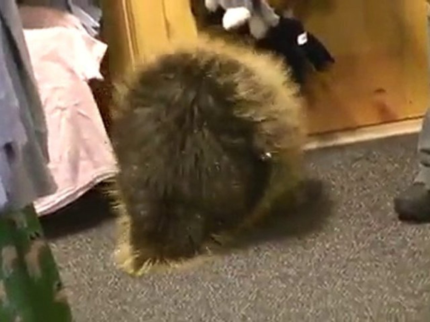 Crazy Cute Porcupine Who Thinks He Is A Puppy!