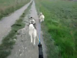 entrainement de Cheyenne et Teepee en trottinette