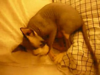 Sphynx qui fait le petit clown