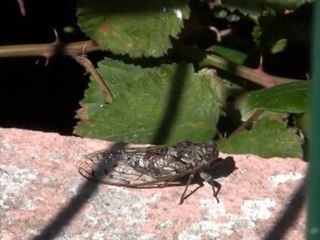 cigale se frottant les yeux