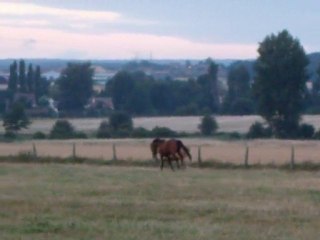 Ténor coach sportif pour vaches