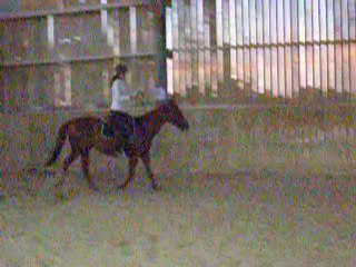 Essai selle trot 2