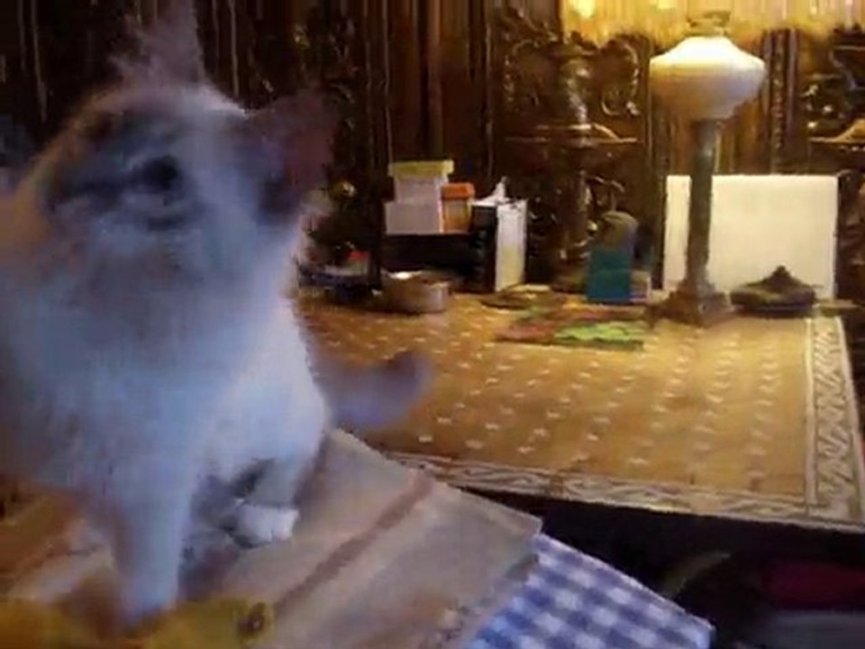 sacre de birmanie newton