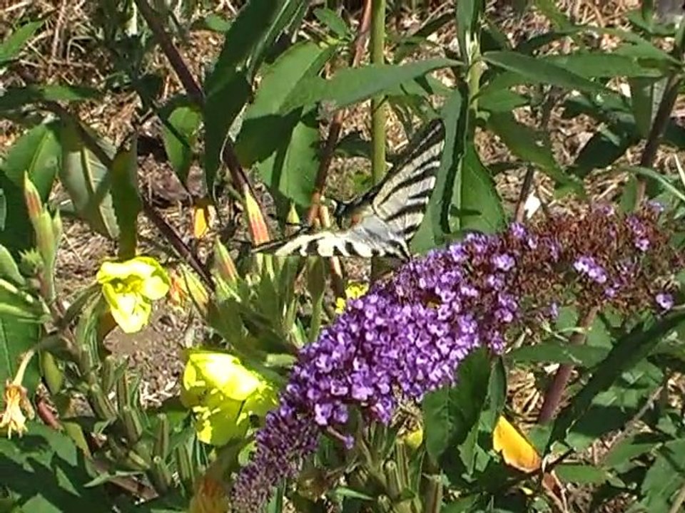 la récompense du jardinier