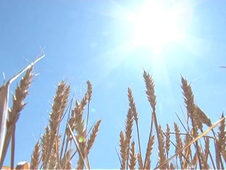 Russian farmers count cost of heat wave