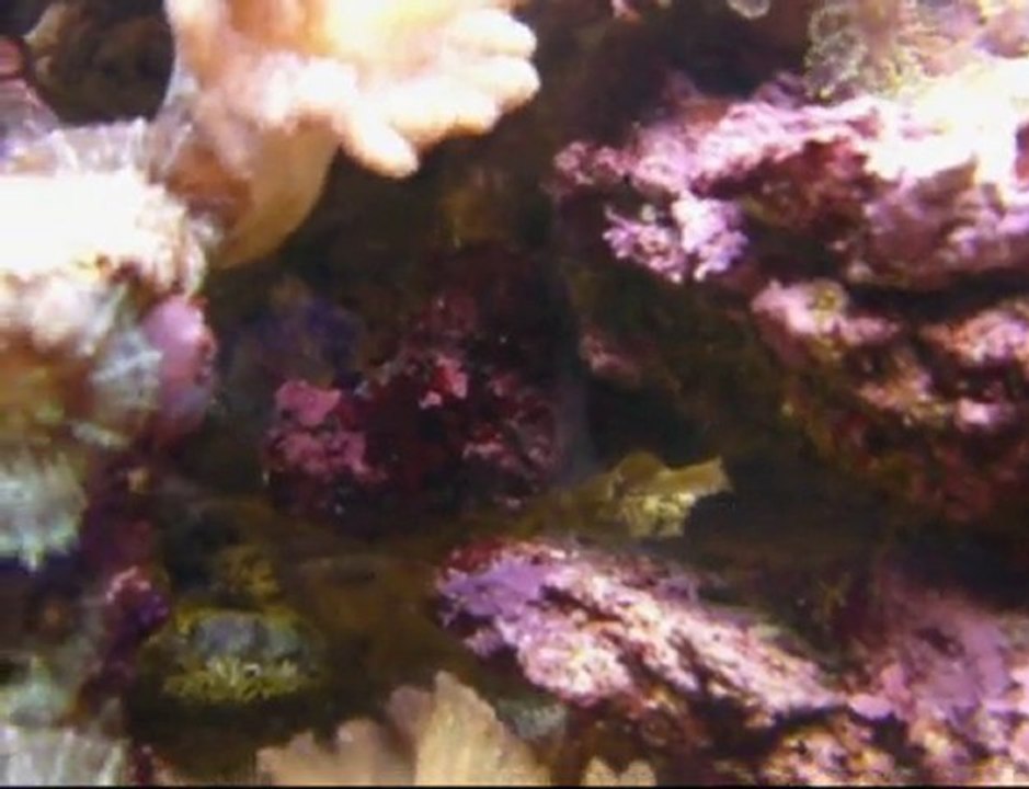 Plongée dans les dessous d'un aquarium récifal