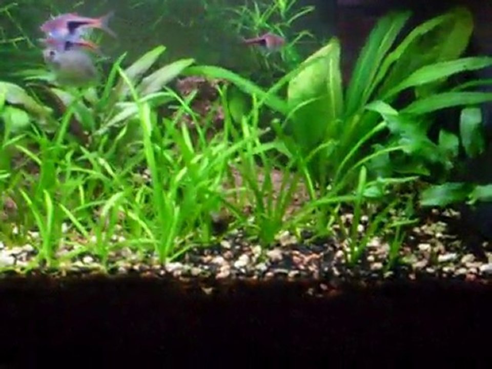 Aquarium de 90l
