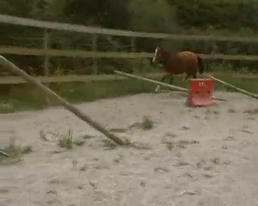 uccello de la vie