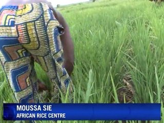 Farmers try to resurrect African rice