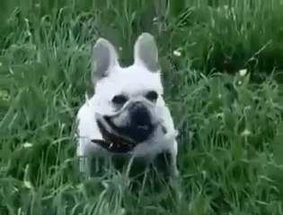 Doritos yedikçe sırıtan köpek xD