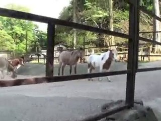 ぞうの国だけどアライグマをどーぞ