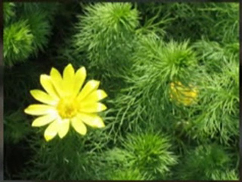 Depression cure - no medicine