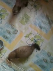 mes namours :)