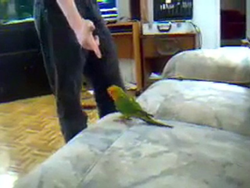 Ölü Numarası Yapan Kuş xD