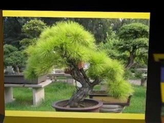 Bonsai and Bonsai Care [www.keepvid.com]