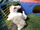 MOV02736 bébés lapin bélier nain  teddy de 1 mois au jardin